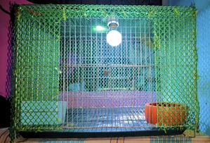 খাঁচা ও খাবার বাটি সহ লাইটিং সেট আপ সেল হবে।