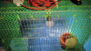 খাঁচা ও খাবার বাটি সহ লাইটিং সেট আপ সেল হবে।