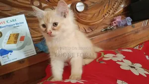1-3 months Female Purebred Persian