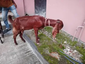 ছাগল বিক্রি হবে
