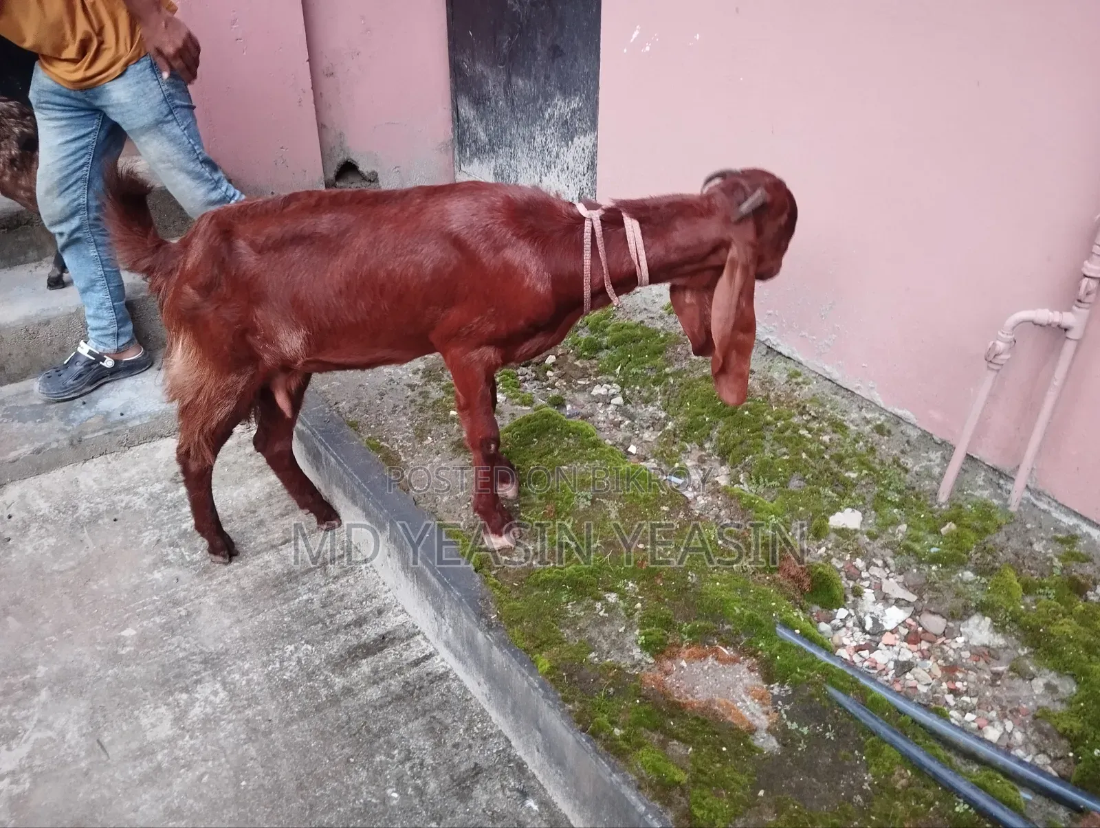 ছাগল বিক্রি হবে