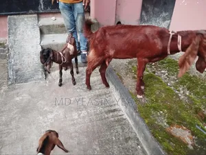 ছাগল বিক্রি হবে