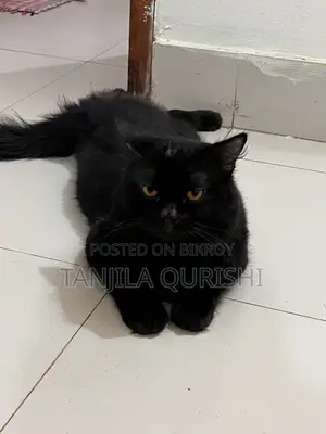 6-12 months Male Purebred Persian