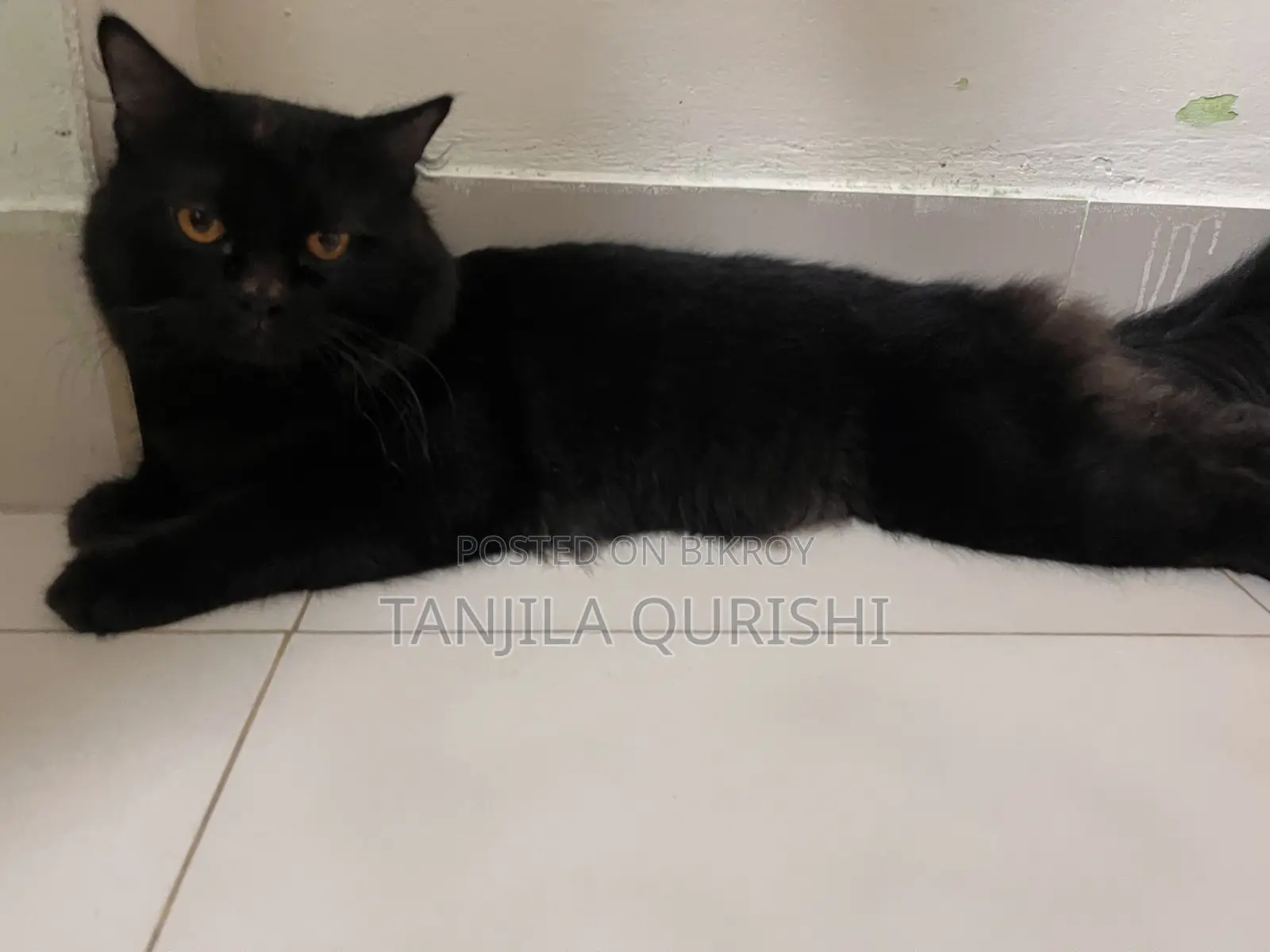 6-12 months Male Purebred Persian