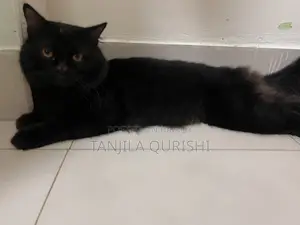 6-12 months Male Purebred Persian