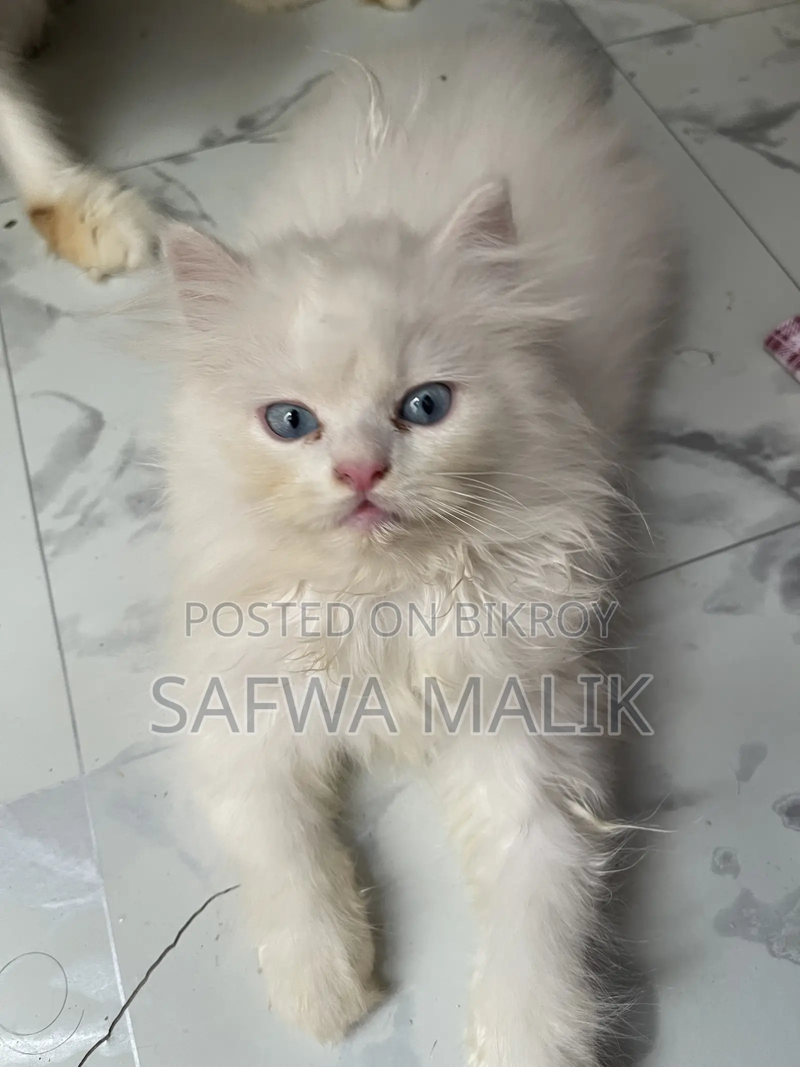 1-3 months Male Purebred Persian