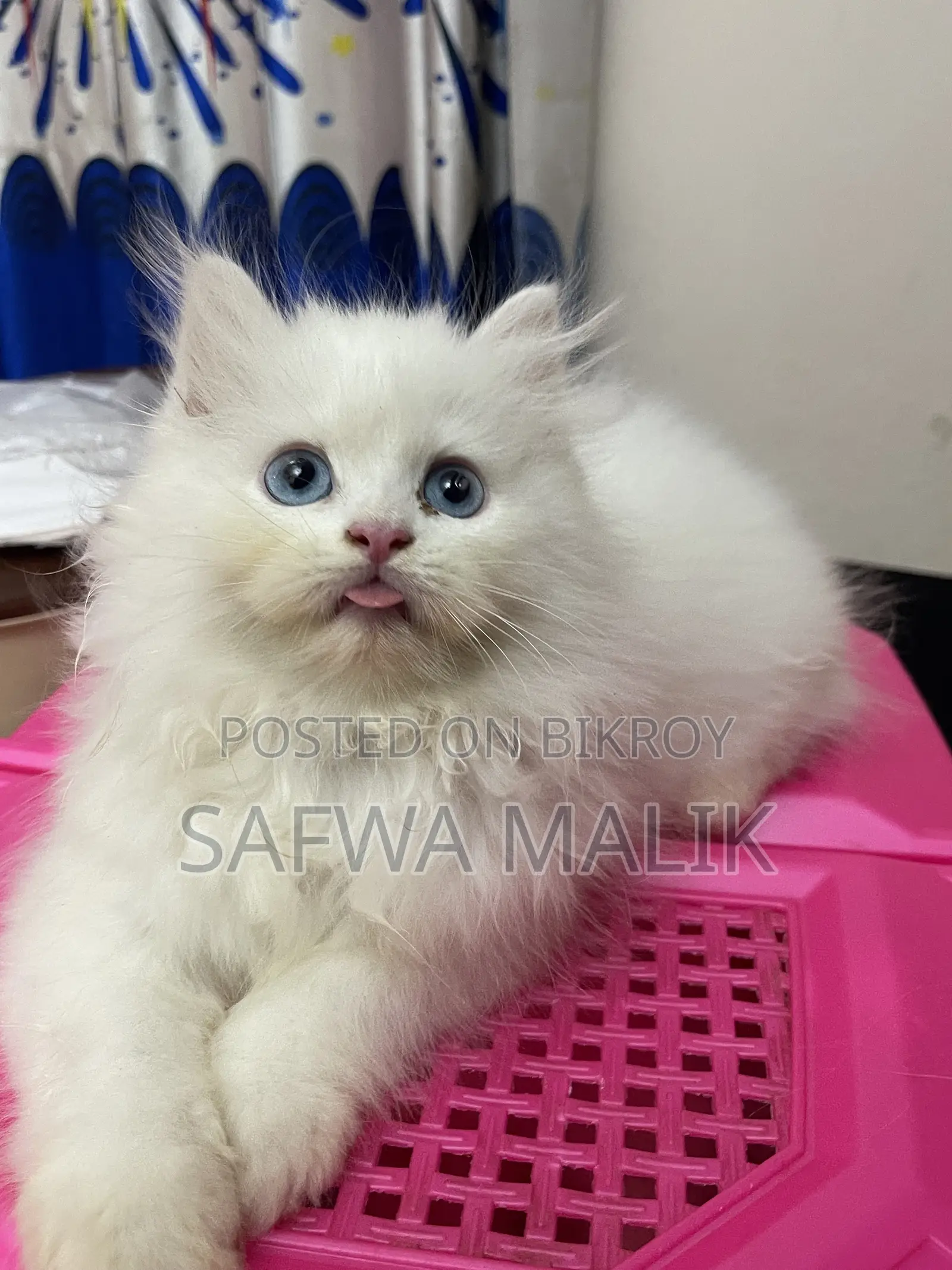 1-3 months Male Purebred Persian