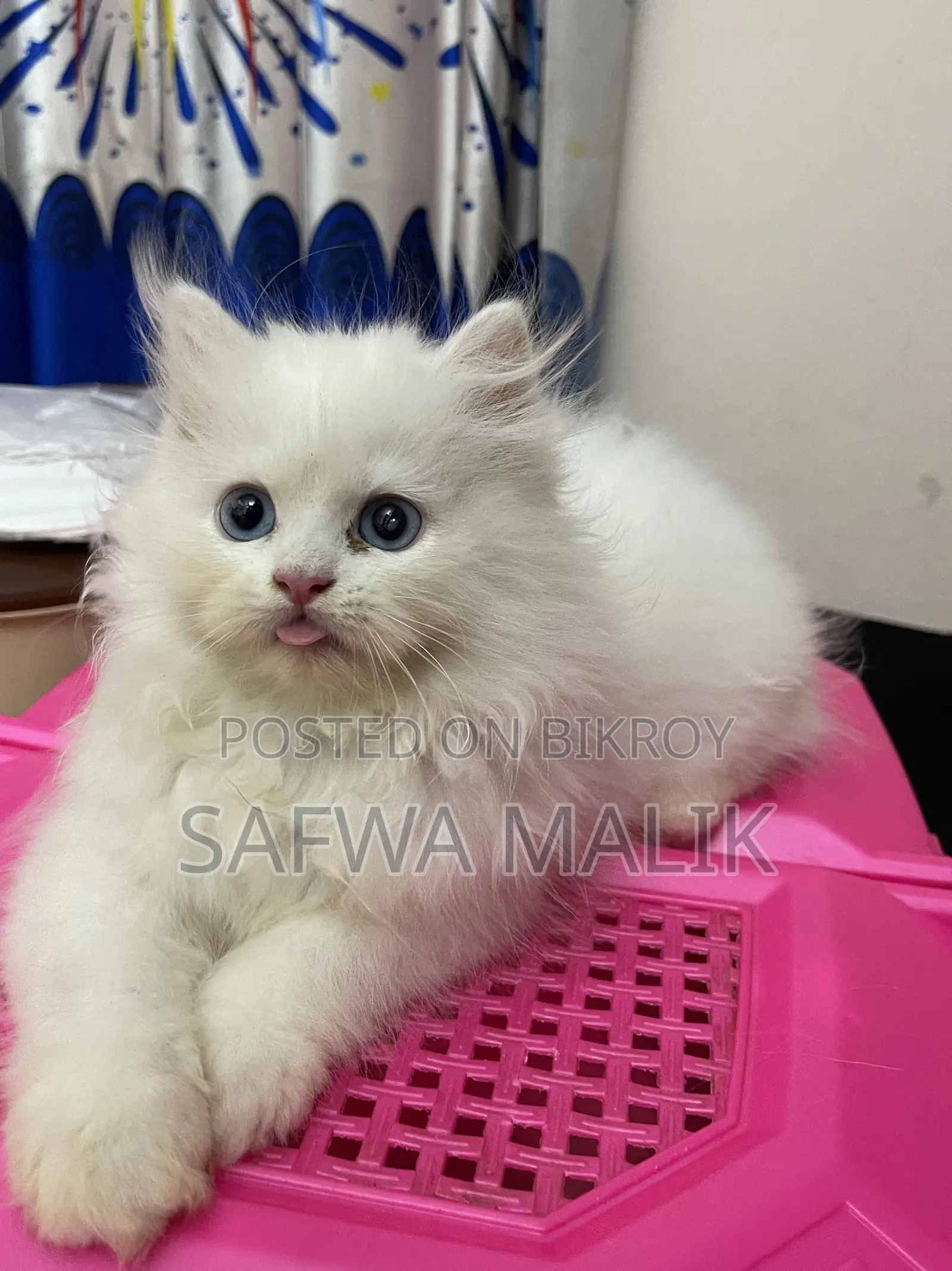 1-3 months Male Purebred Persian