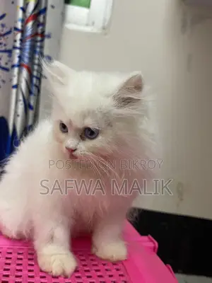 1-3 months Male Purebred Persian