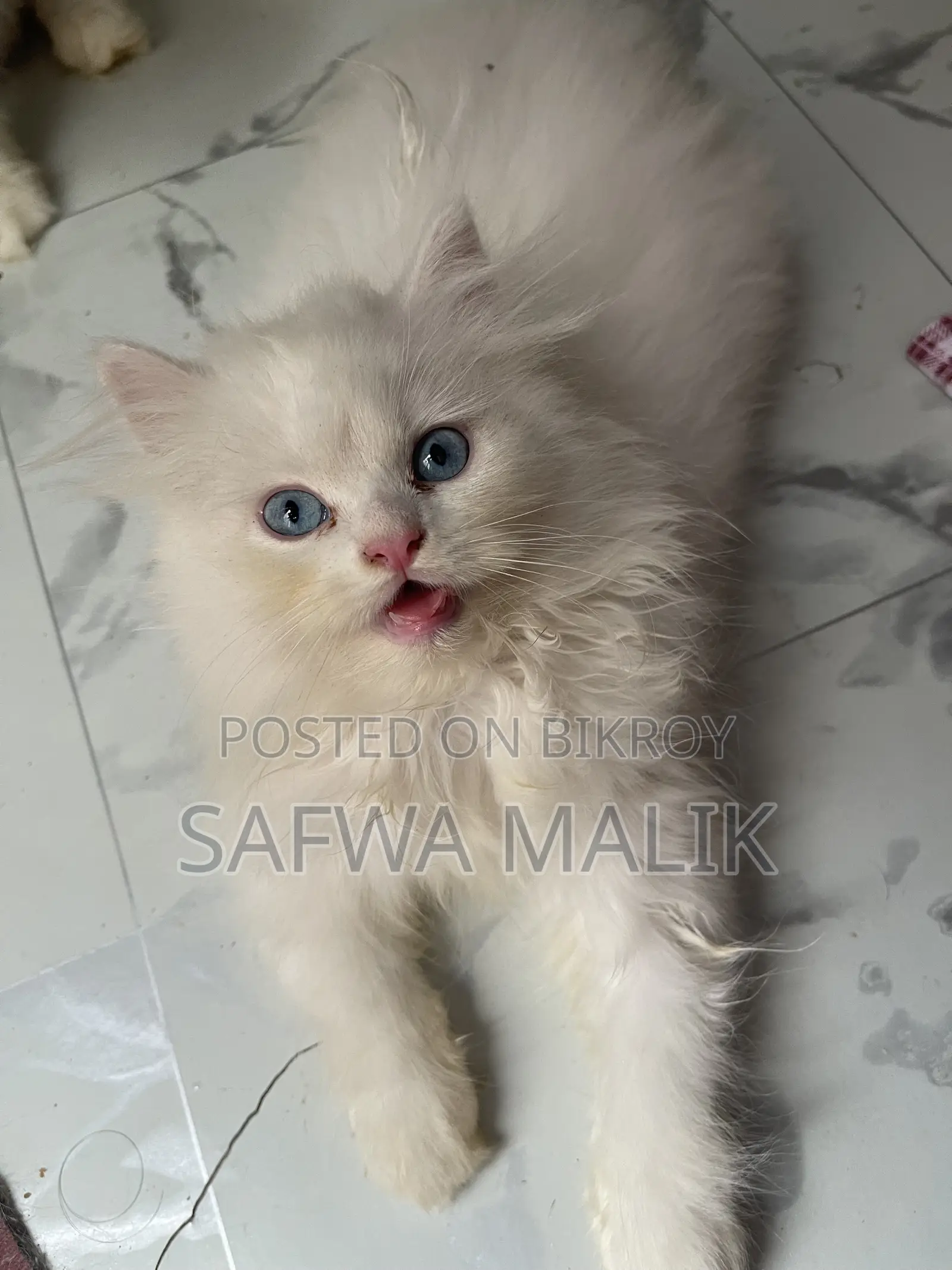 1-3 months Male Purebred Persian