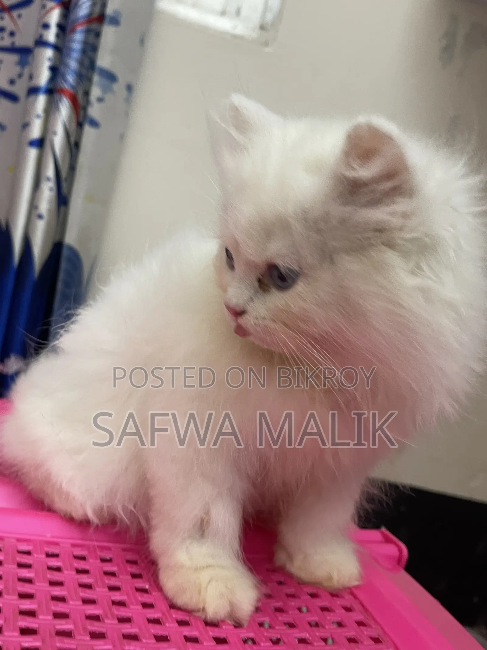 1-3 months Male Purebred Persian