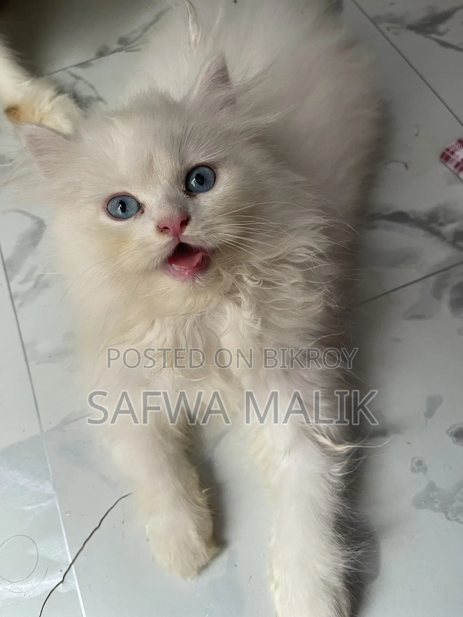 1-3 months Male Purebred Persian