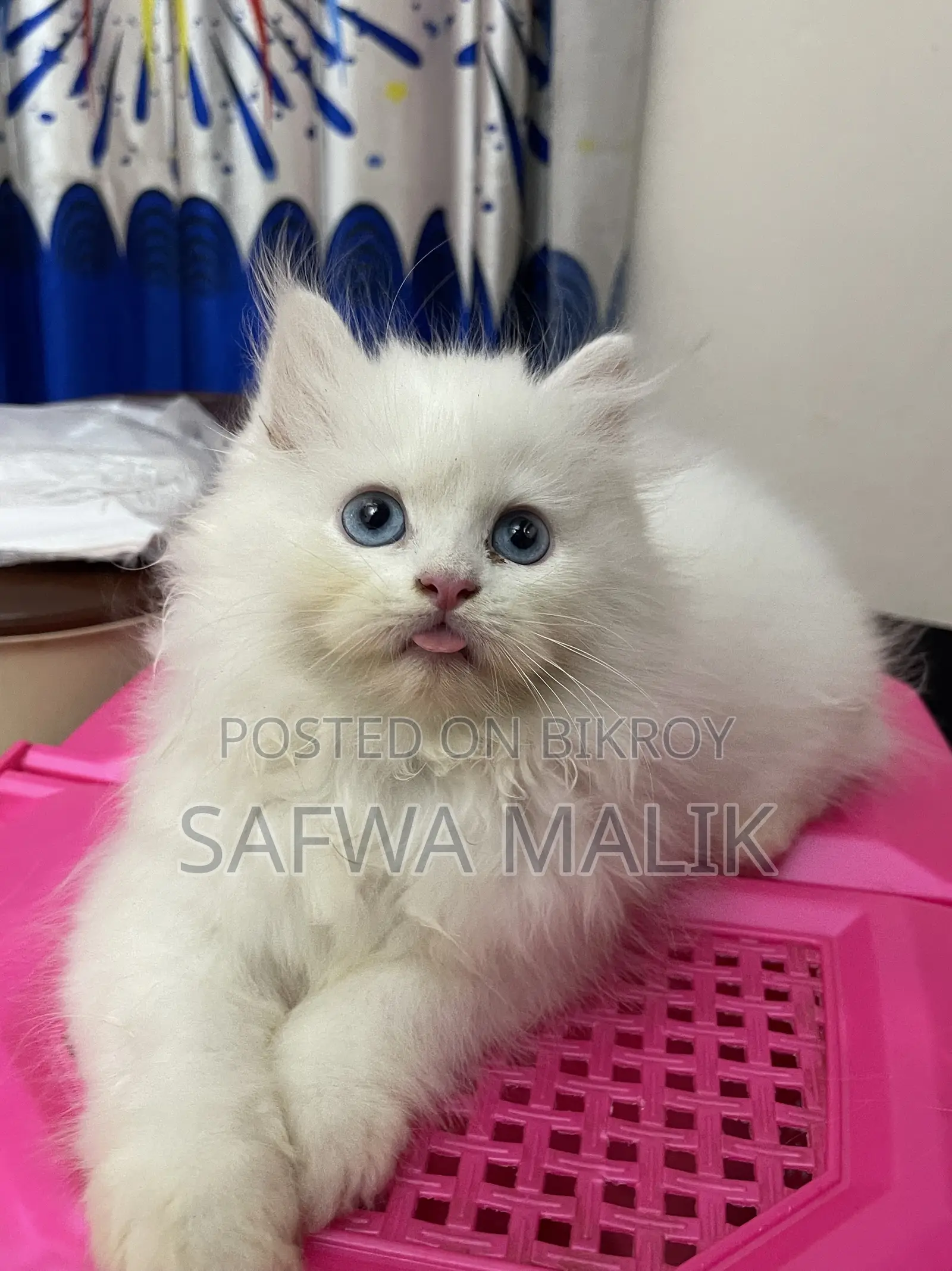 1-3 months Male Purebred Persian