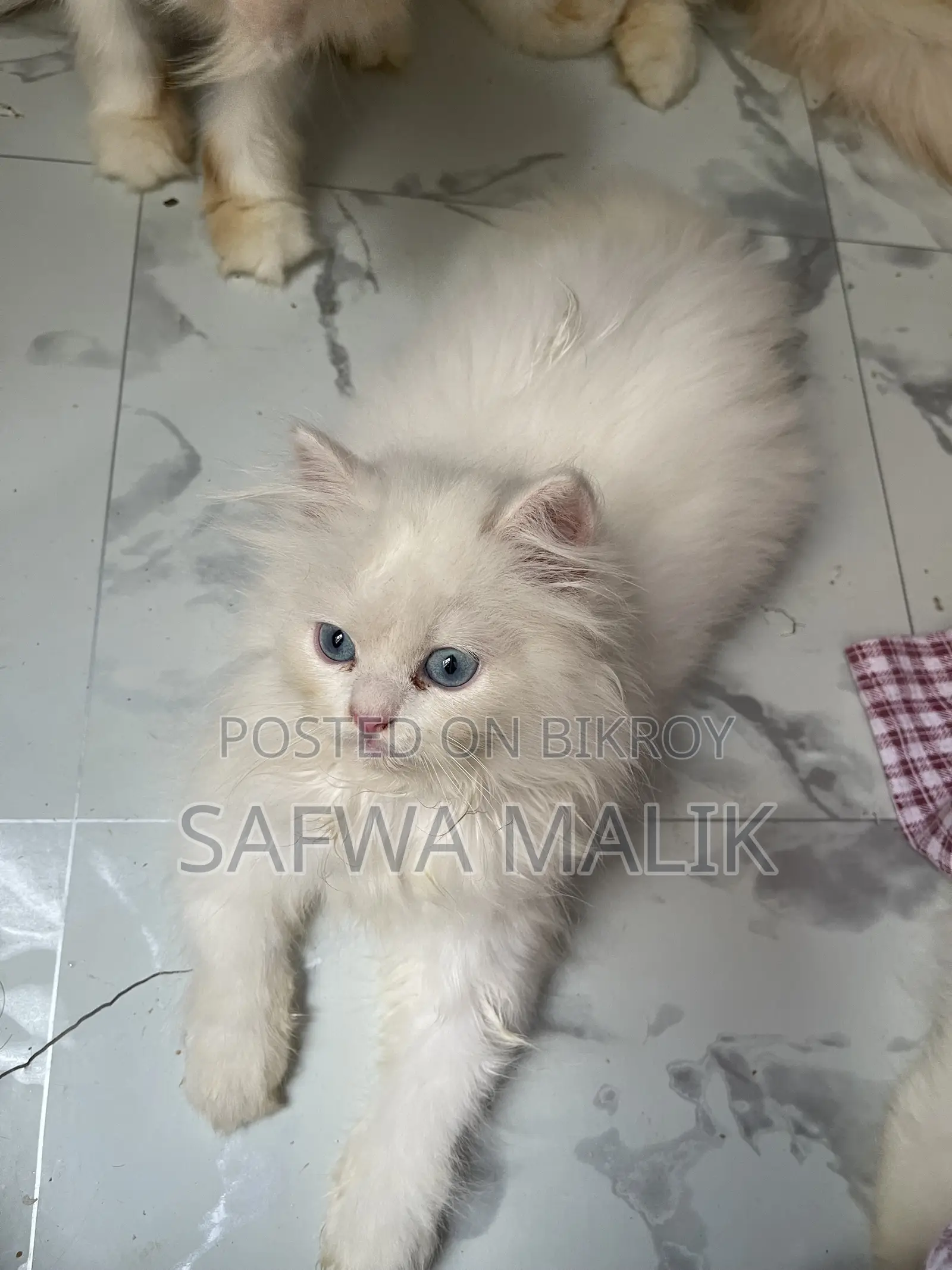 1-3 months Male Purebred Persian