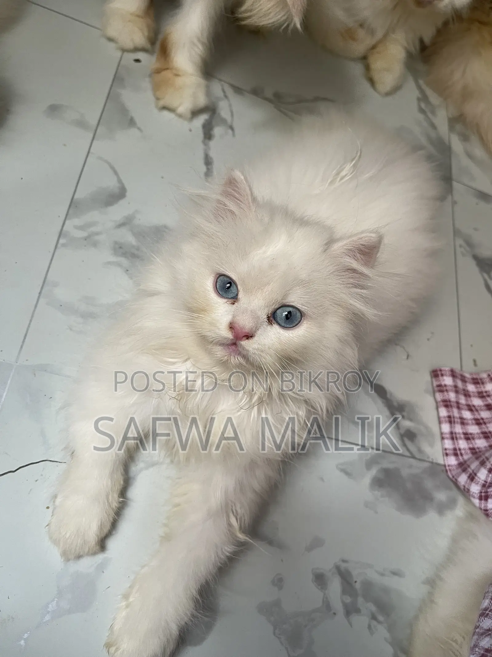 1-3 months Male Purebred Persian
