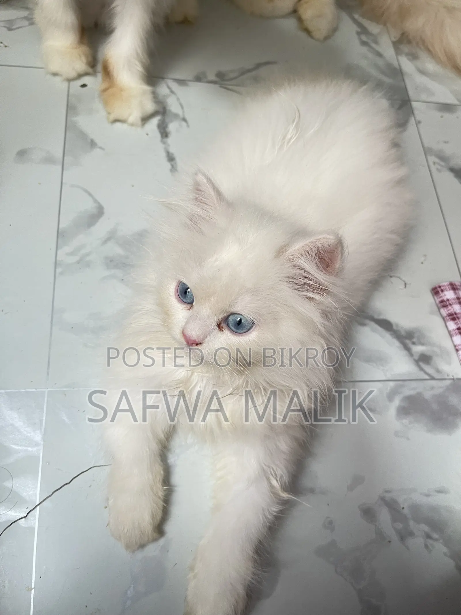 1-3 months Male Purebred Persian