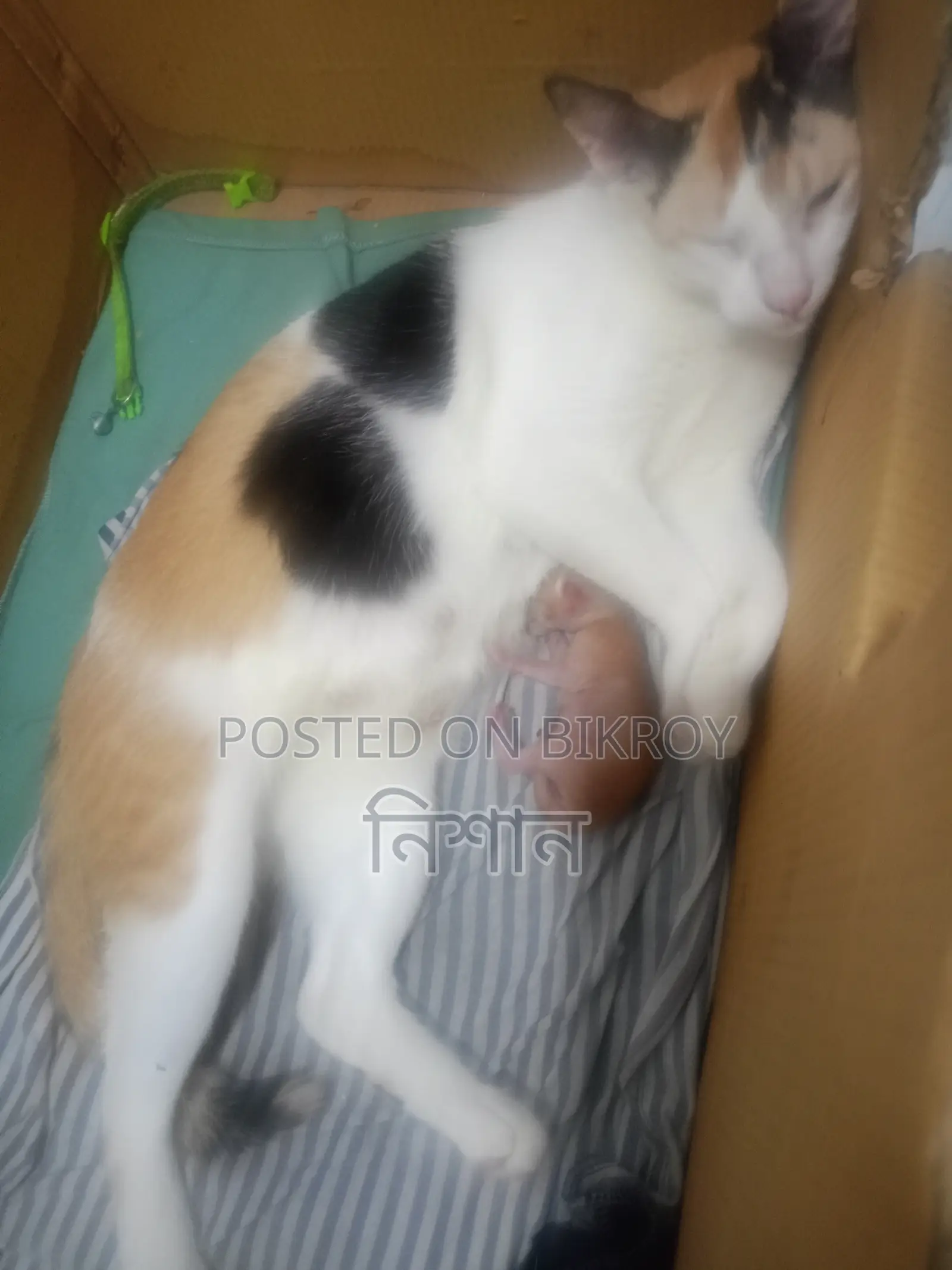 6-12 months Female Mixed Breed Bengal
