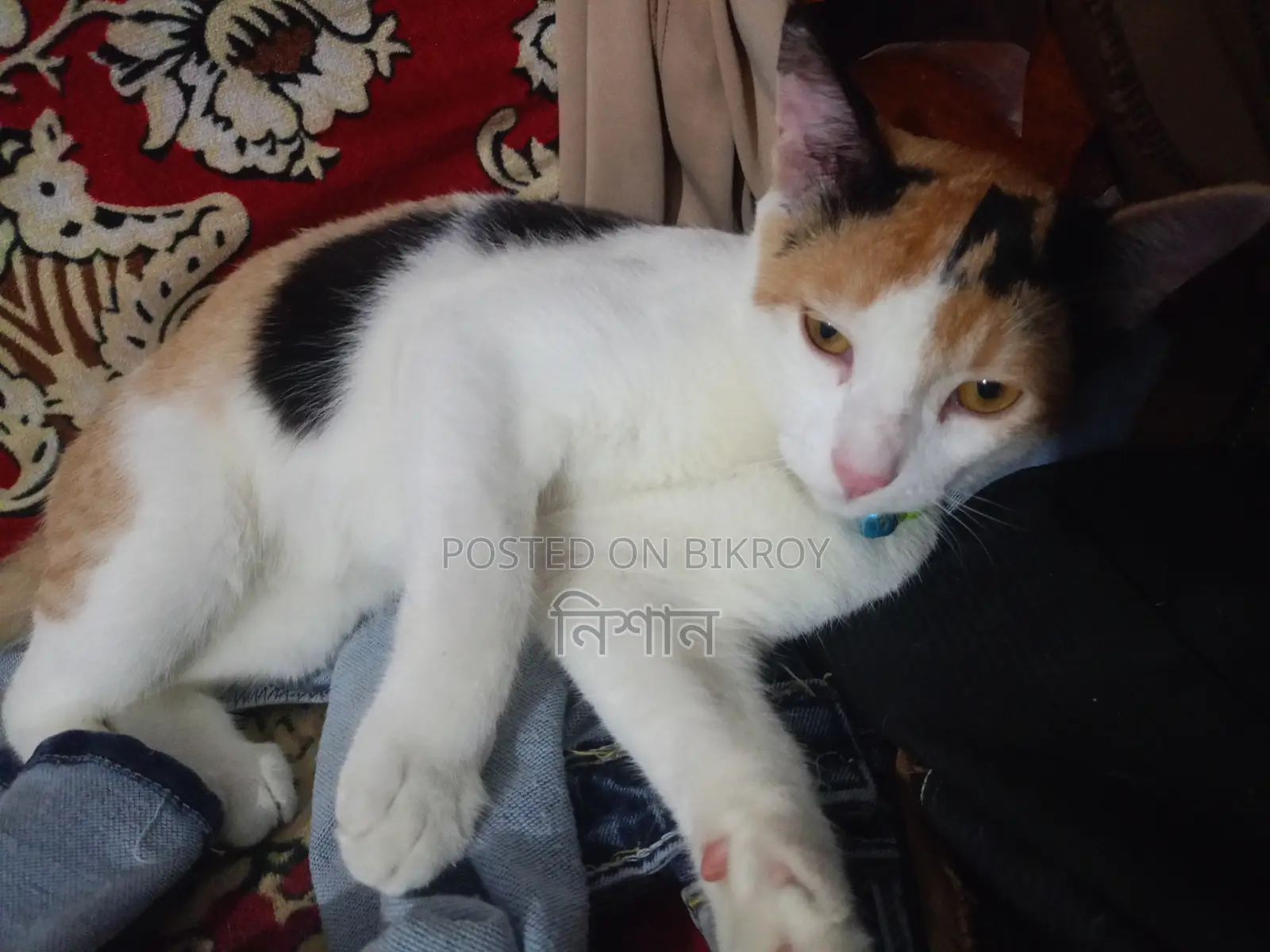 6-12 months Female Mixed Breed Bengal