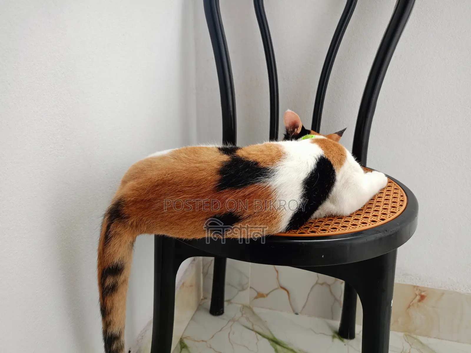 6-12 months Female Mixed Breed Bengal