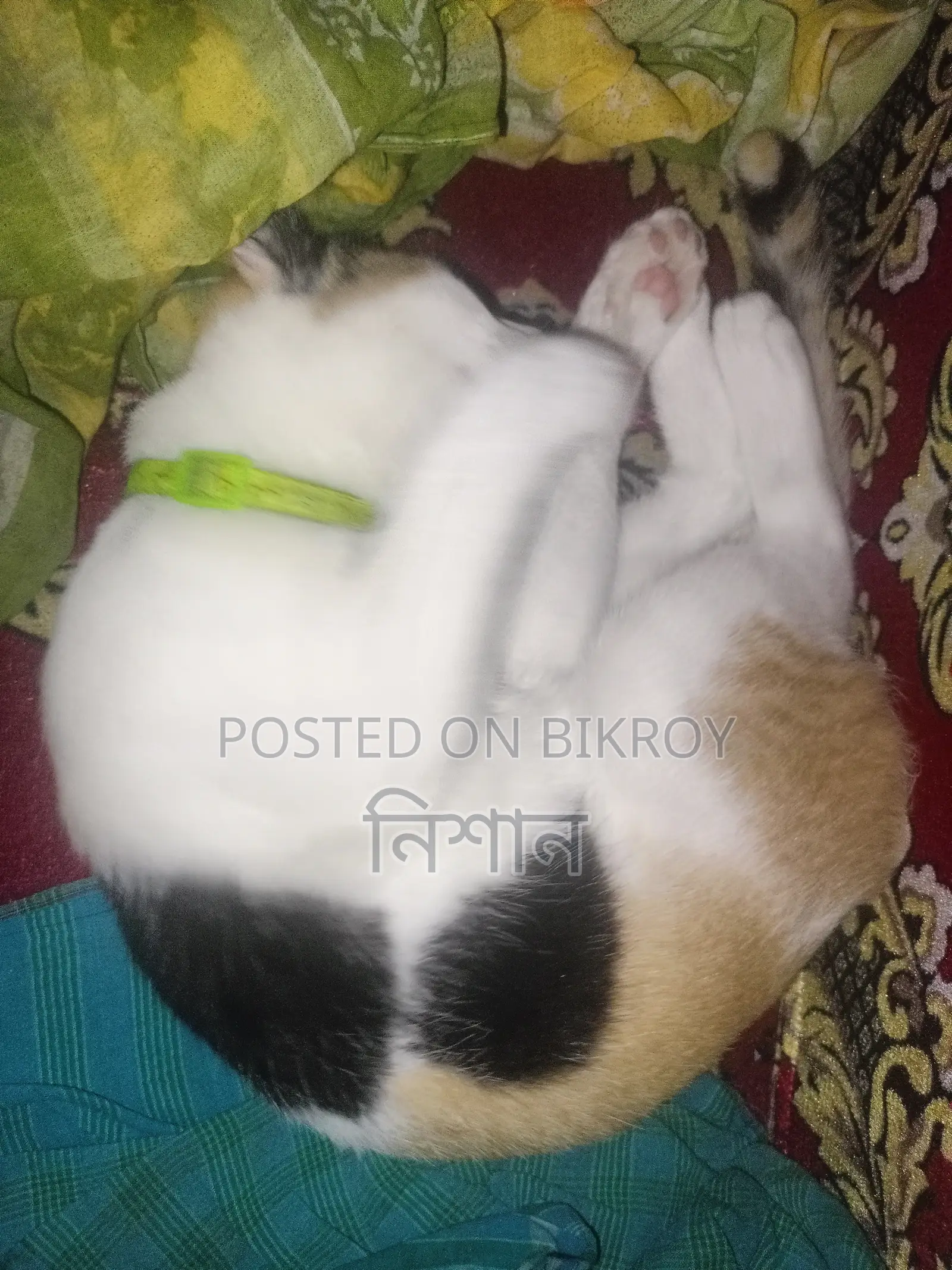 6-12 months Female Mixed Breed Bengal