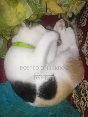 6-12 months Female Mixed Breed Bengal