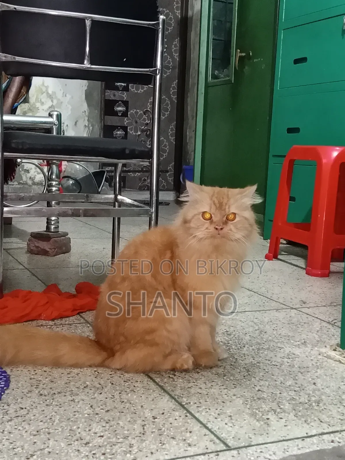 6-12 months Male Purebred Persian