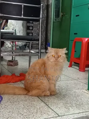 6-12 months Male Purebred Persian