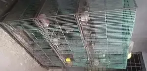 মজবুত ও অর্ডার দিয়ে তৈরি পাখি/কবুতরের খাঁচা বিক্রি হবে