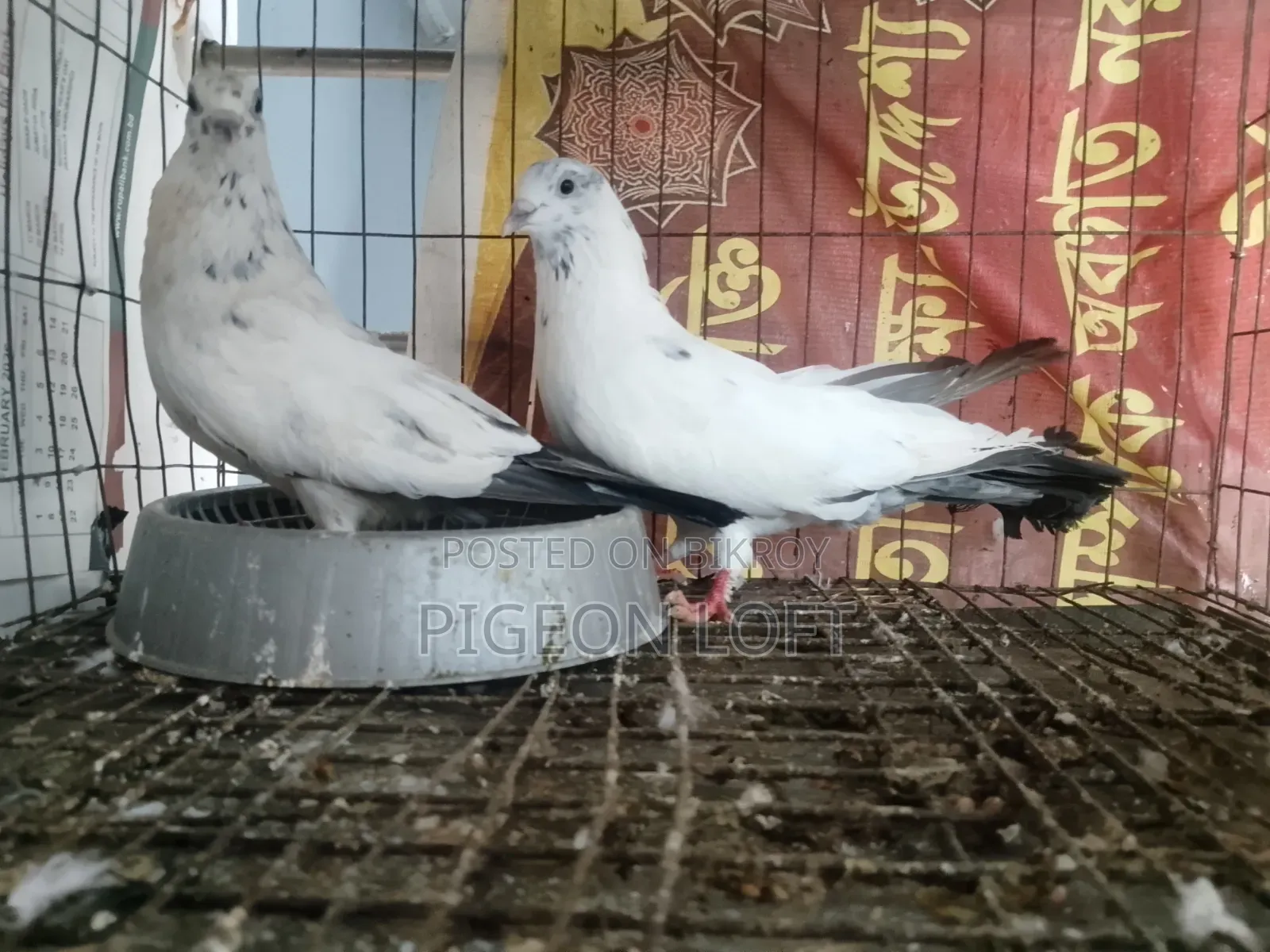 Ak Jora Running 35 Kobutar Sell Hobe.