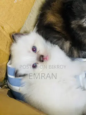 1-3 months Male Purebred Persian