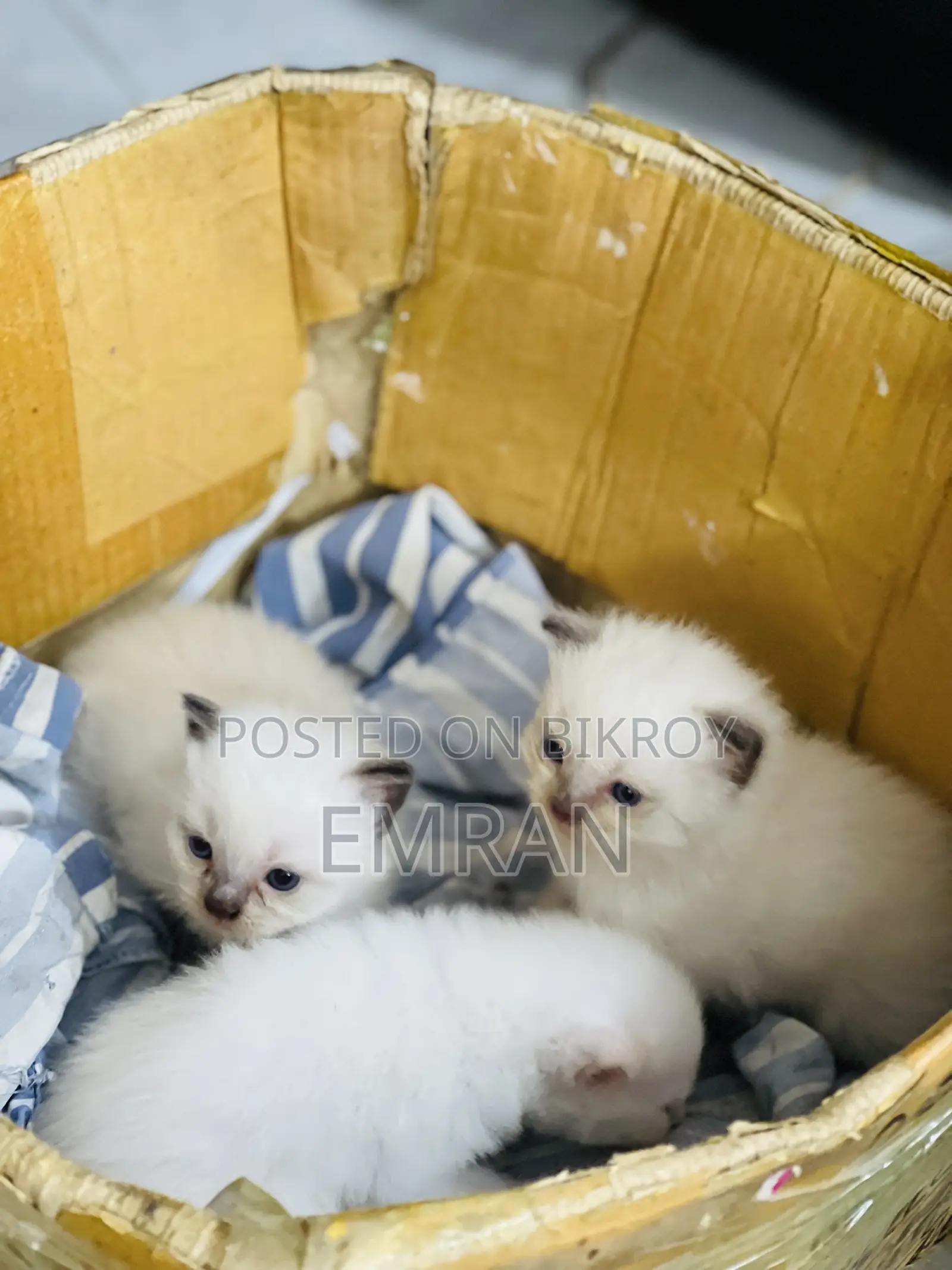 1-3 months Male Purebred Persian