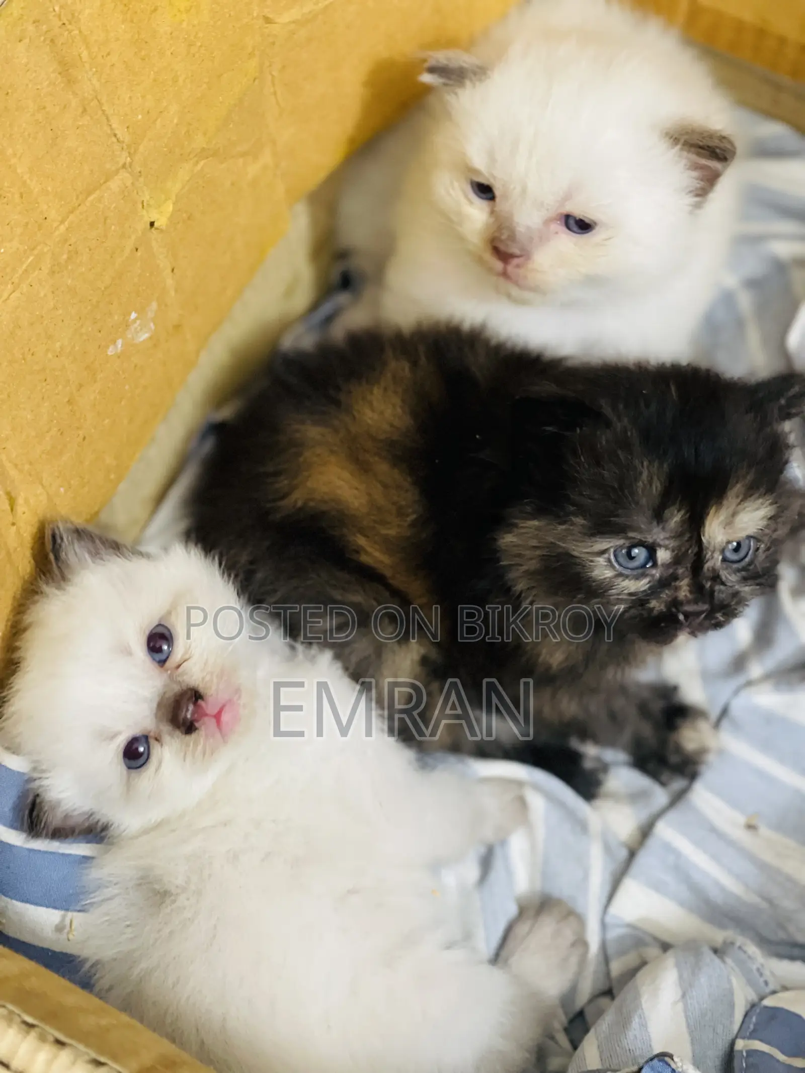 1-3 months Male Purebred Persian