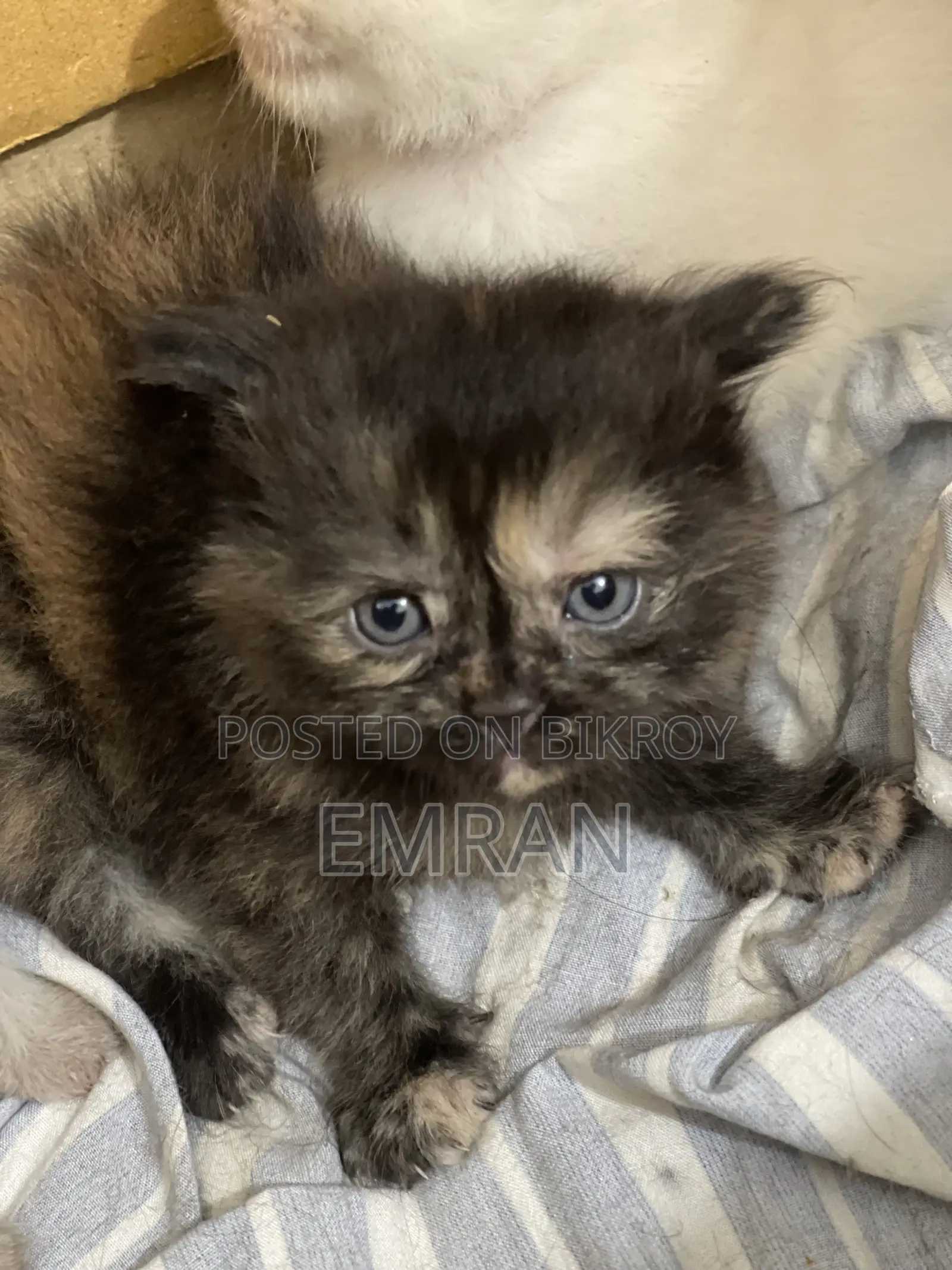 1-3 months Male Purebred Persian