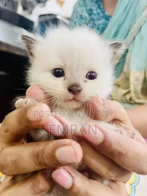 1-3 months Male Purebred Persian