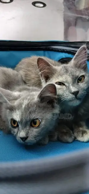 3-6 months Female Mixed Breed Persian