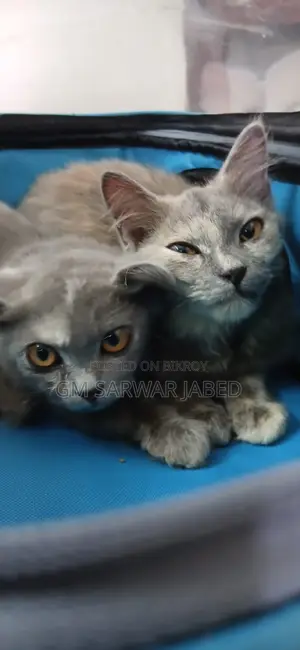 3-6 months Female Mixed Breed Persian
