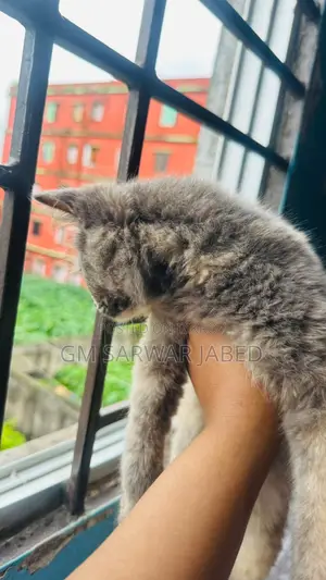 3-6 months Female Mixed Breed Persian