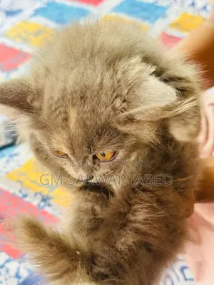 3-6 months Female Mixed Breed Persian