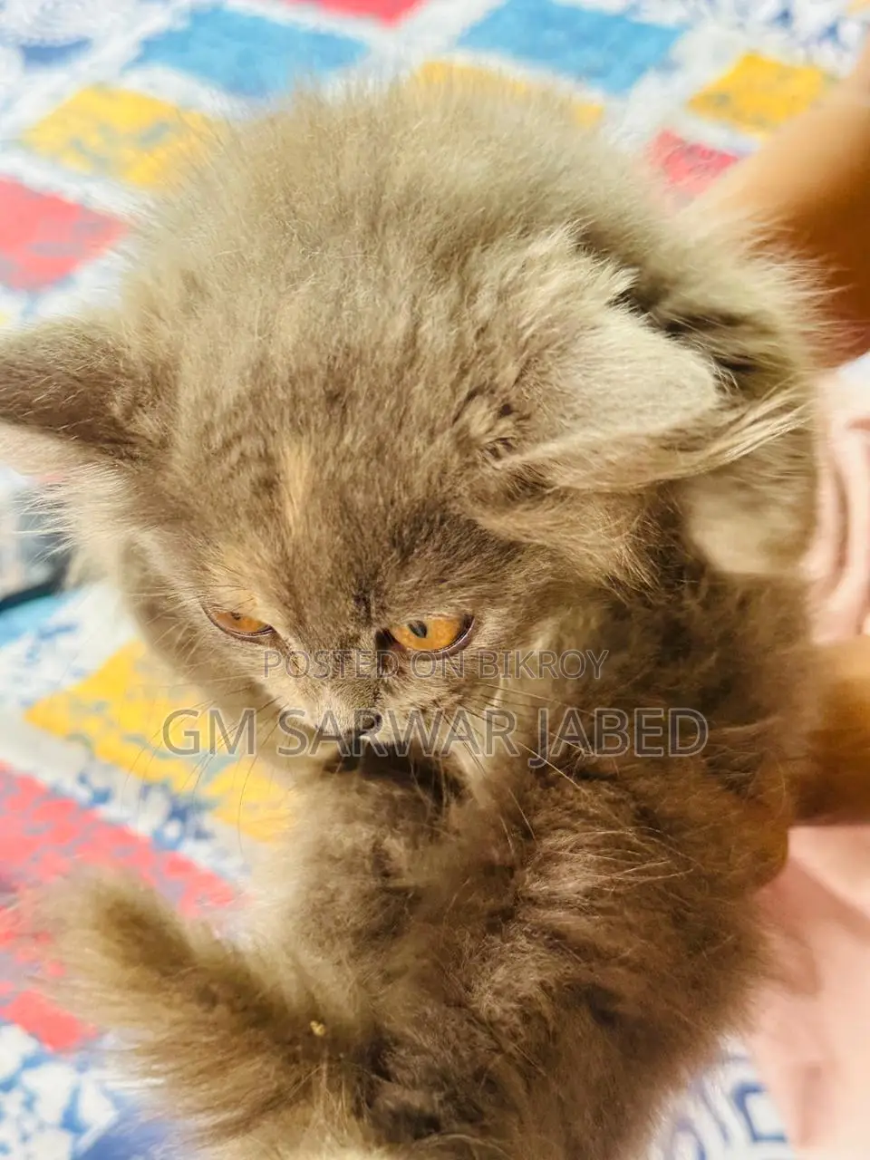 3-6 months Female Mixed Breed Persian