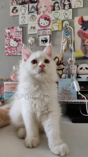 1-3 months Female Purebred Persian