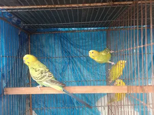 Budgrigar Running Pair