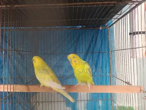 Budgrigar Running Pair