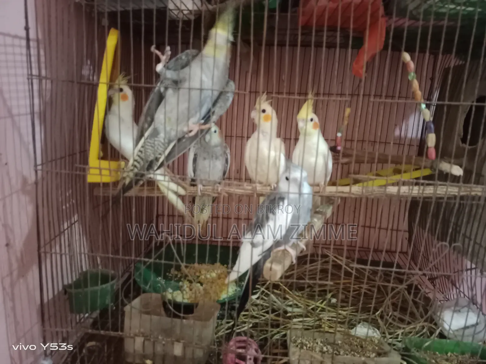 কোকাটেব পাখি