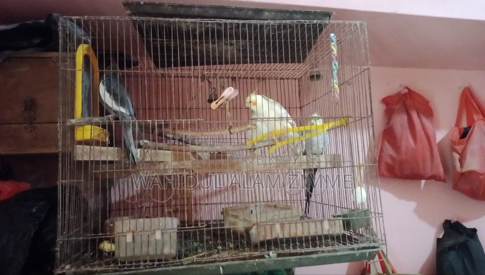 কোকাটেব পাখি