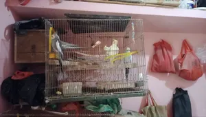 কোকাটেব পাখি