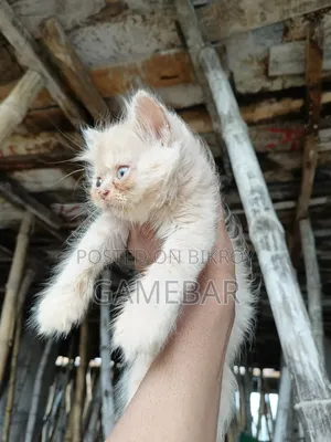 1-3 months Male Purebred Persian