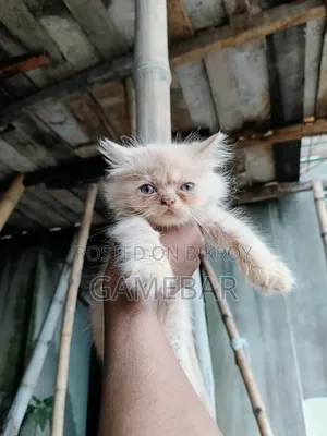1-3 months Male Purebred Persian