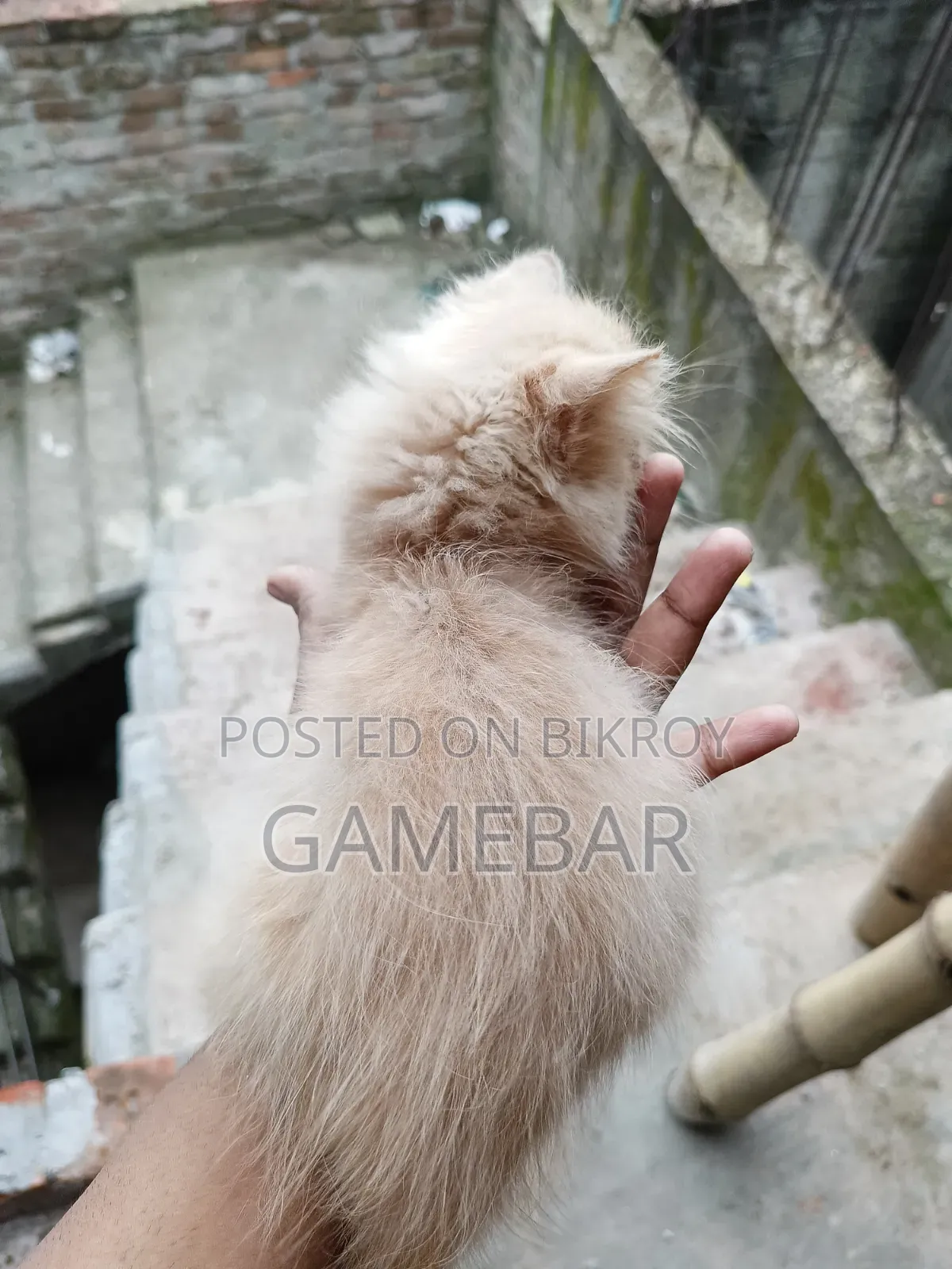 1-3 months Male Purebred Persian
