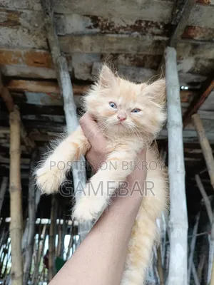 1-3 months Male Purebred Persian