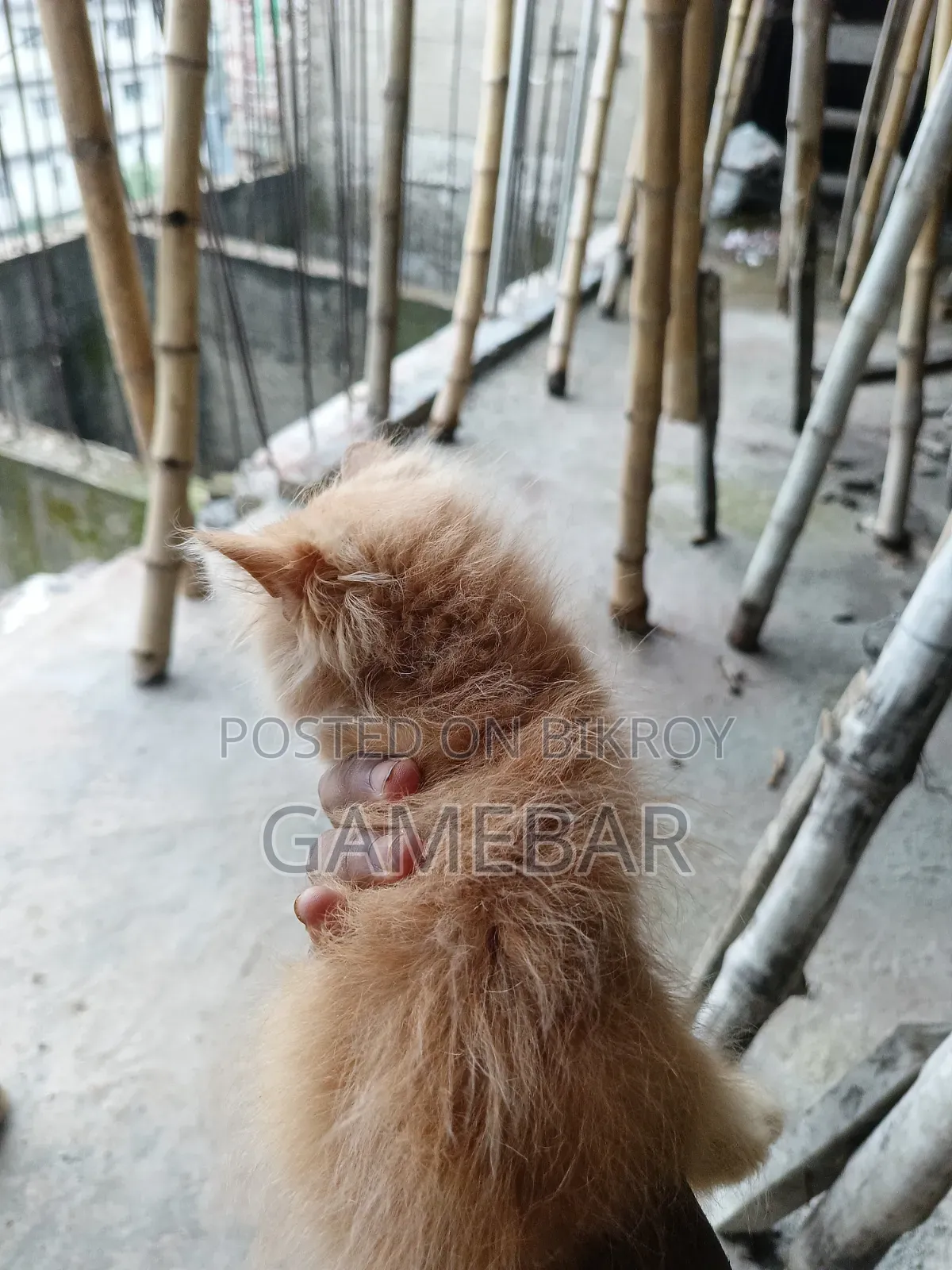 1-3 months Male Purebred Persian
